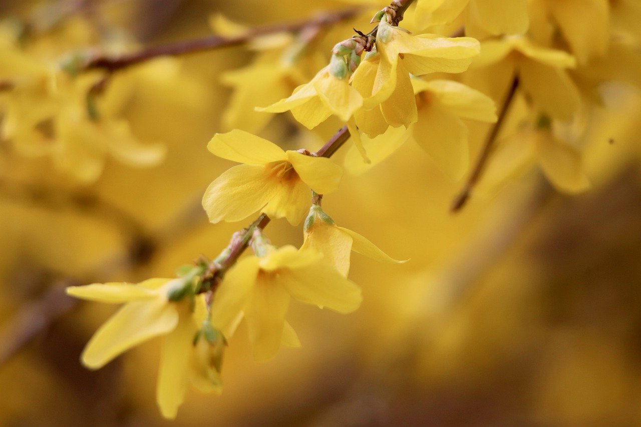 forsythia